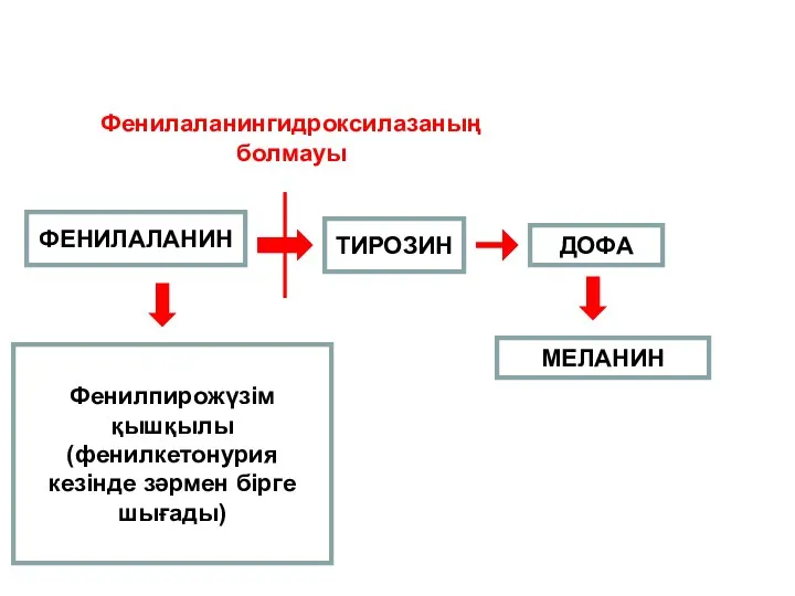 ФЕНИЛАЛАНИН ТИРОЗИН ДОФА МЕЛАНИН Фенилпирожүзім қышқылы (фенилкетонурия кезінде зәрмен бірге шығады) Фенилаланингидроксилазаның болмауы