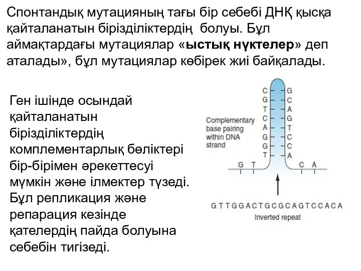 Спонтандық мутацияның тағы бір себебі ДНҚ қысқа қайталанатын бірізділіктердің болуы.