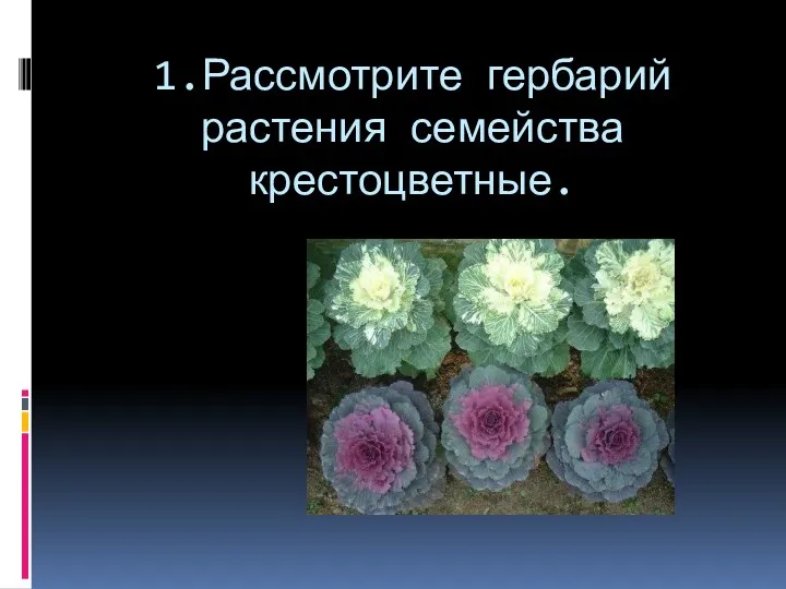 1.Рассмотрите гербарий растения семейства крестоцветные.
