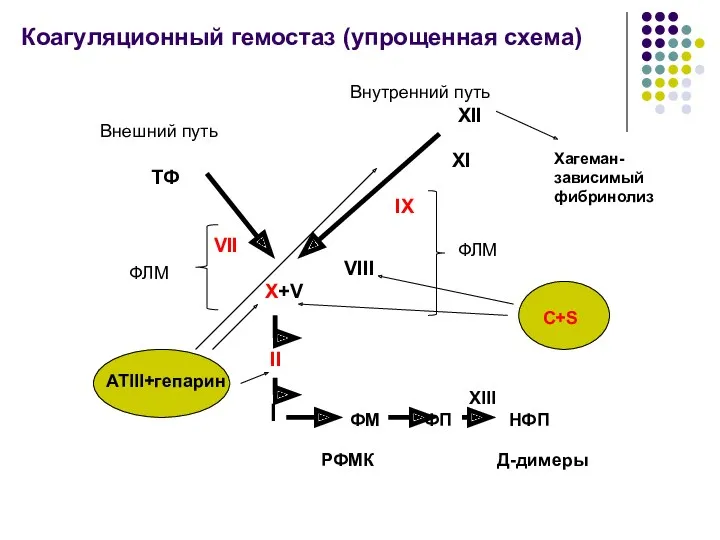 Коагуляционный гемостаз (упрощенная схема) ТФ VII XII XI IX VIII X+V II I