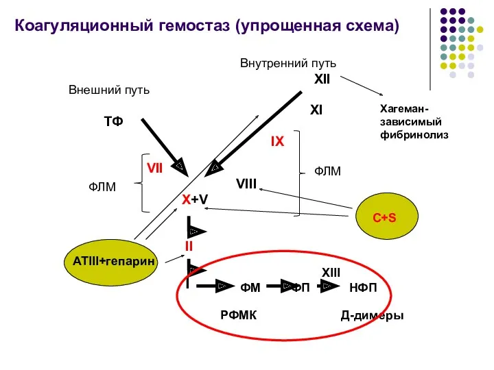 Коагуляционный гемостаз (упрощенная схема) ТФ VII XII XI IX VIII X+V II I