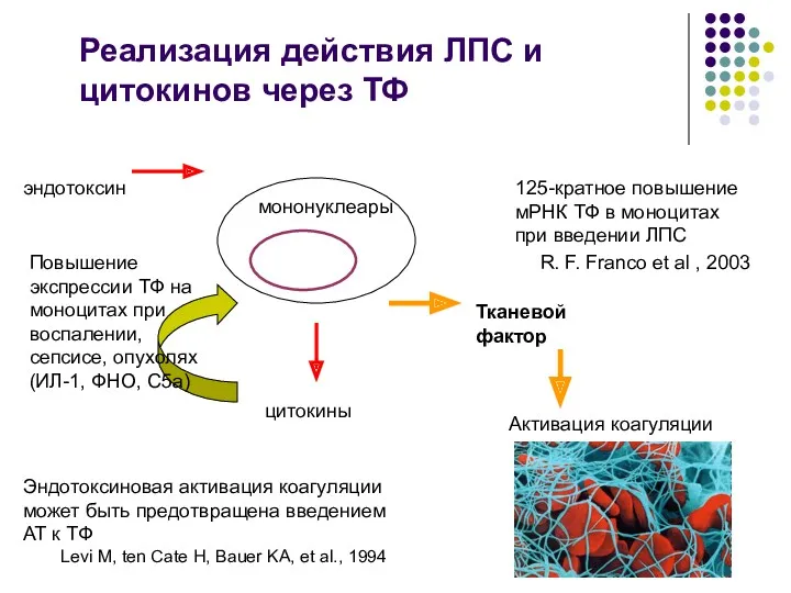 Реализация действия ЛПС и цитокинов через ТФ эндотоксин мононуклеары цитокины Тканевой фактор Активация