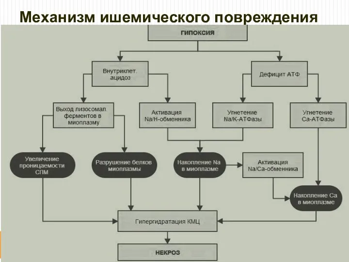 Механизм ишемического повреждения КМЦ