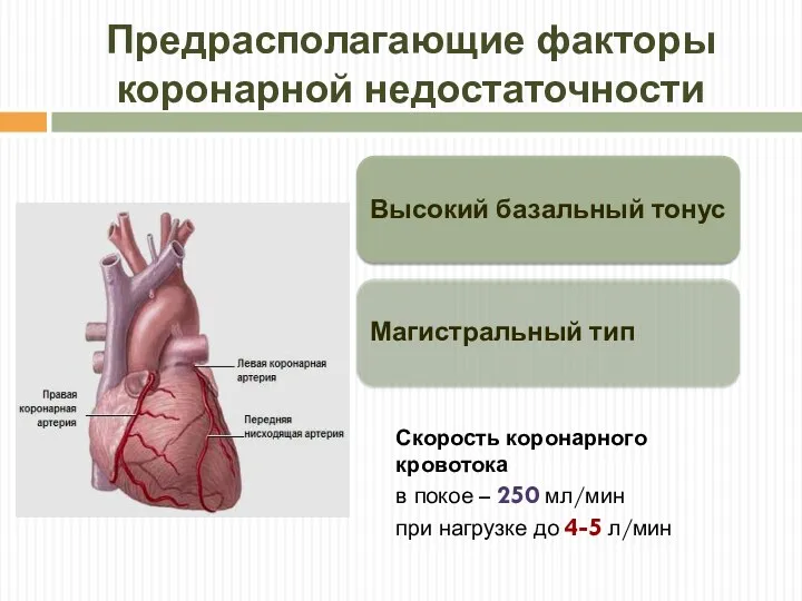 Предрасполагающие факторы коронарной недостаточности Скорость коронарного кровотока в покое – 250 мл/мин при