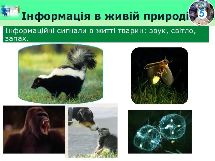 Інформація в живій природі Інформаційні сигнали в житті тварин: звук, світло, запах.