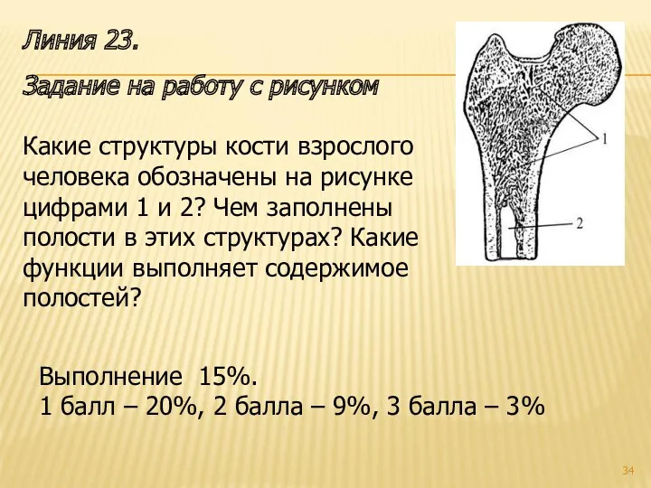 Линия 23. Задание на работу с рисунком Какие структуры кости