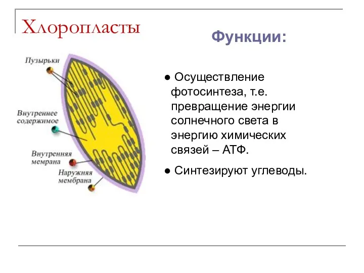 Хлоропласты Функции: Осуществление фотосинтеза, т.е. превращение энергии солнечного света в