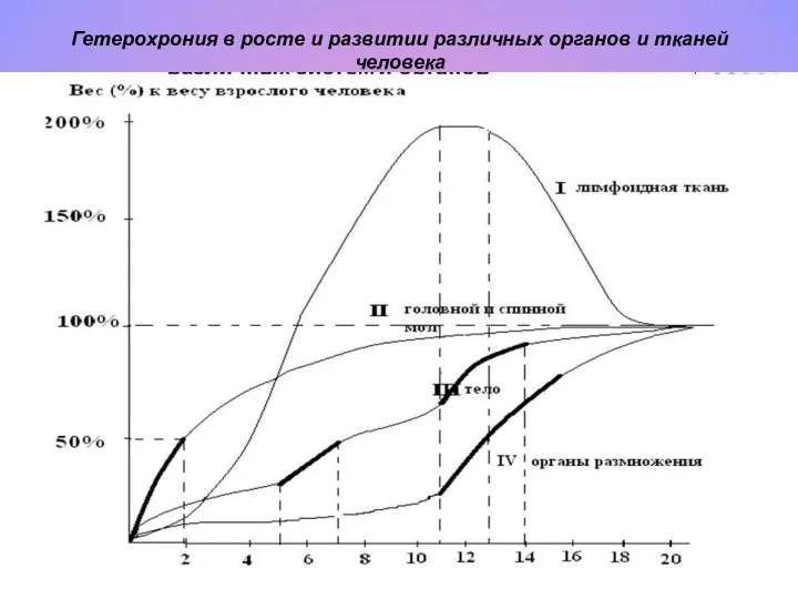 Гетерохрония в росте и развитии различных органов и тканей человека