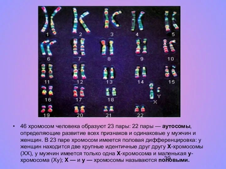 46 хромосом человека образуют 23 пары: 22 пары — аутосомы,