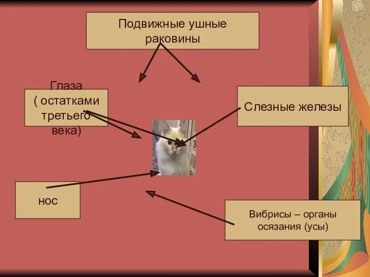 Подвижные ушные раковины Глаза ( остатками третьего века) Слезные железы Вибрисы – органы осязания (усы) нос