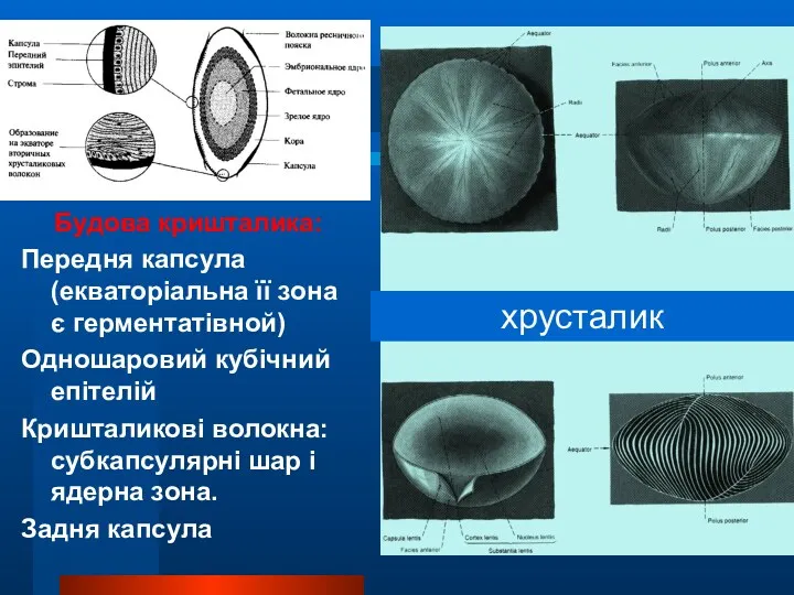 Будова кришталика: Передня капсула (екваторіальна її зона є герментатівной) Одношаровий