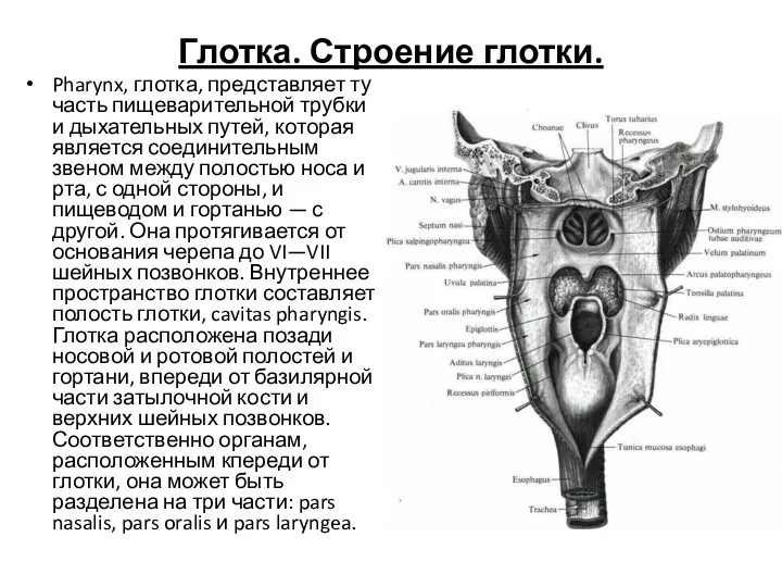 Глотка. Строение глотки. Pharynx, глотка, представляет ту часть пищеварительной трубки и дыхательных путей,