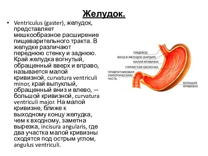Желудок. Ventriculus (gaster), желудок, представляет мешкообразное расширение пищеварительного тракта. В желудке различают переднюю