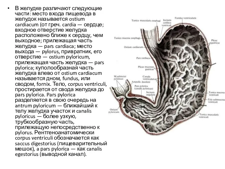В желудке различают следующие части: место входа пищевода в желудок называется ostium cardiacum