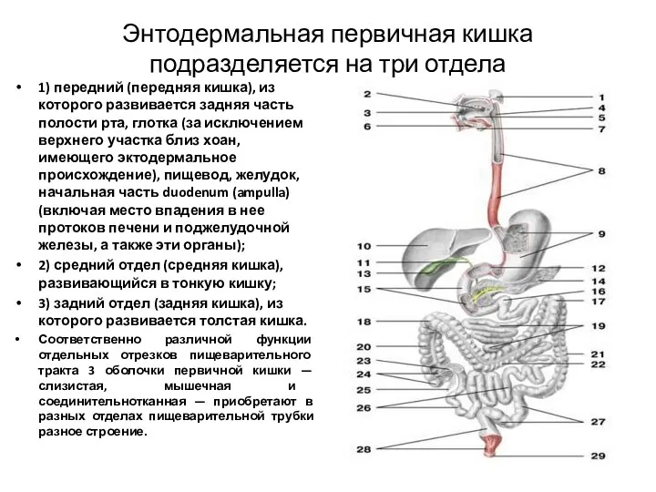 Энтодермальная первичная кишка подразделяется на три отдела 1) передний (передняя