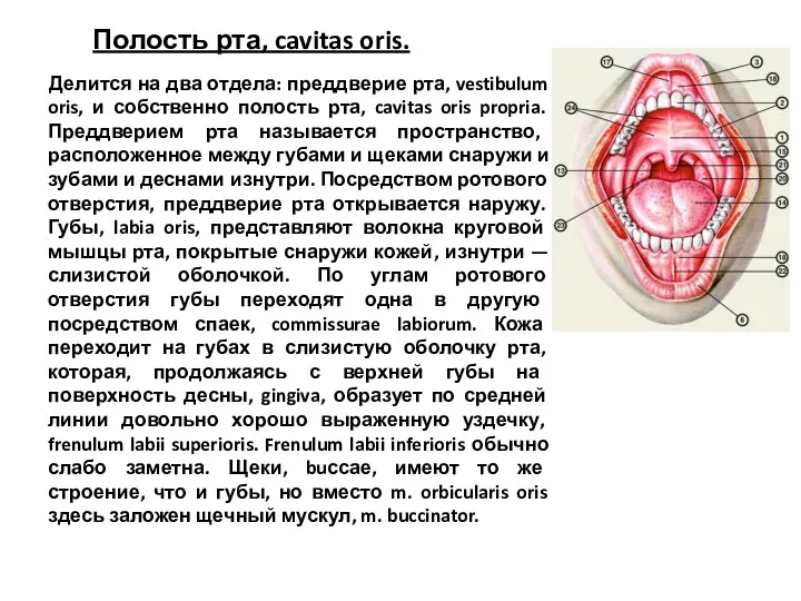 Полость рта, cavitas oris. Делится на два отдела: преддверие рта, vestibulum oris, и