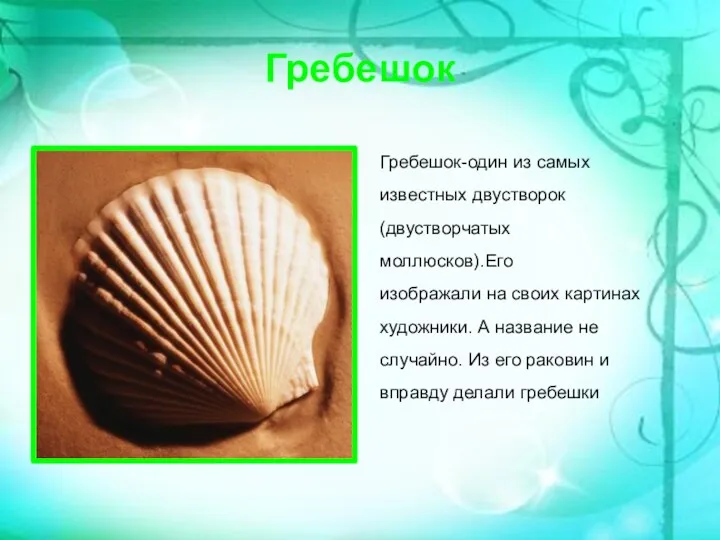 Гребешок Гребешок-один из самых известных двустворок (двустворчатых моллюсков).Его изображали на