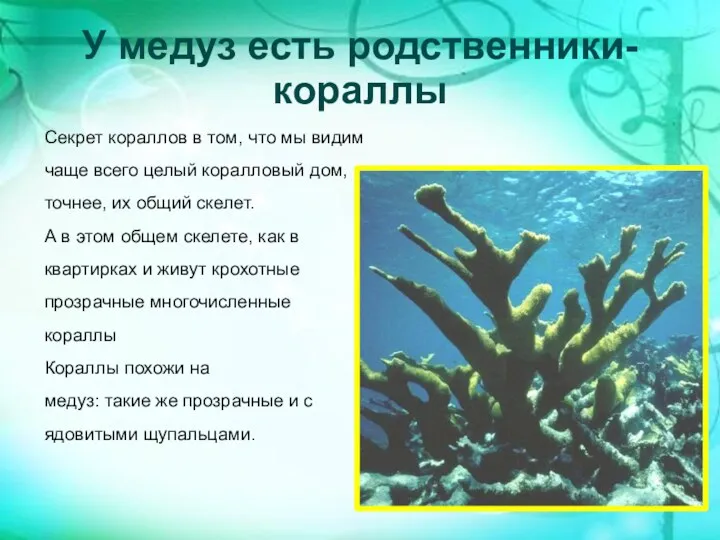 У медуз есть родственники-кораллы Секрет кораллов в том, что мы
