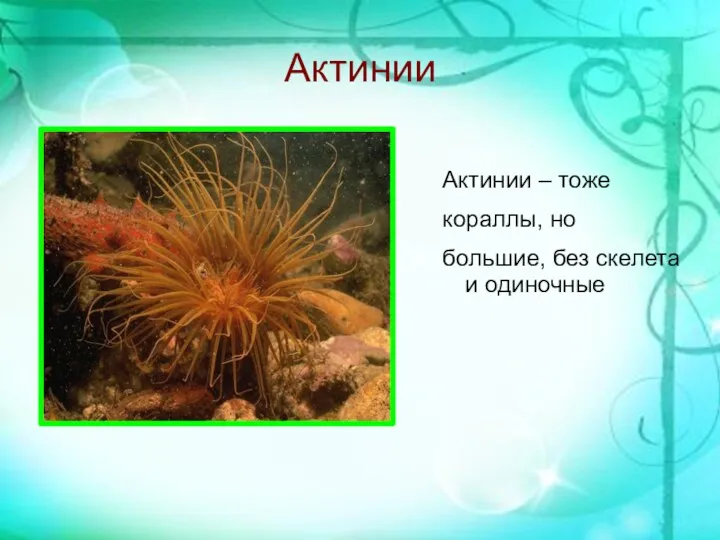 Актинии Актинии – тоже кораллы, но большие, без скелета и одиночные