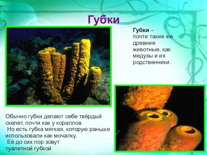 Губки Губки – почти такие же древние животные, как медузы