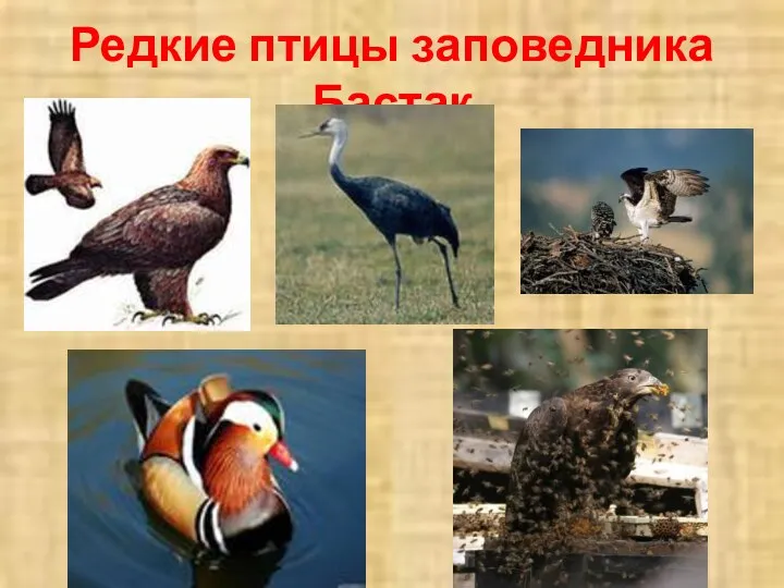 Редкие птицы заповедника Бастак