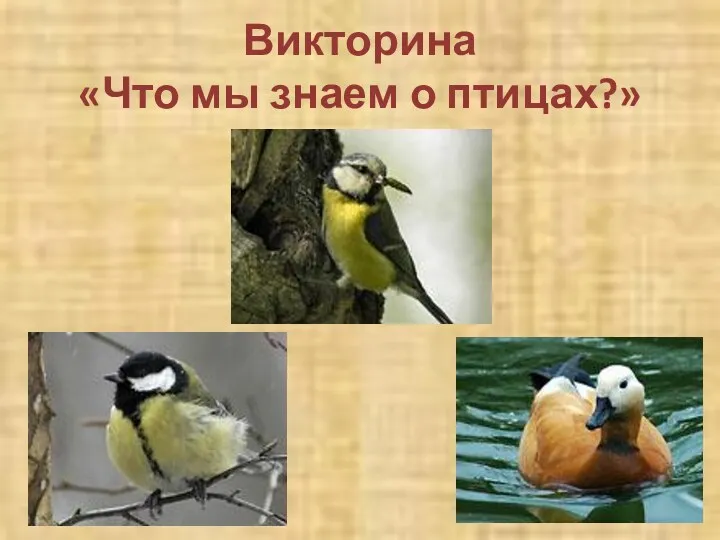 Викторина «Что мы знаем о птицах?»