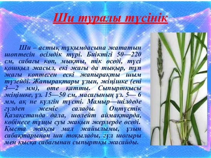 Ши туралы түсінік Ши – астық тұқымдасына жататын шөптесін өсімдік