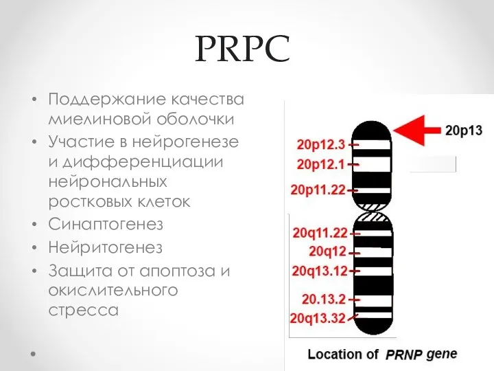 PRPC Поддержание качества миелиновой оболочки Участие в нейрогенезе и дифференциации нейрональных ростковых клеток