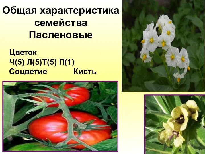 Общая характеристика семейства Пасленовые Цветок Ч(5) Л(5)Т(5) П(1) Соцветие Кисть