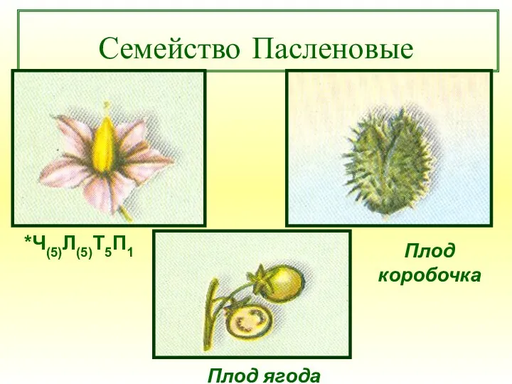 Семейство Пасленовые *Ч(5)Л(5)Т5П1 Плод коробочка Плод ягода