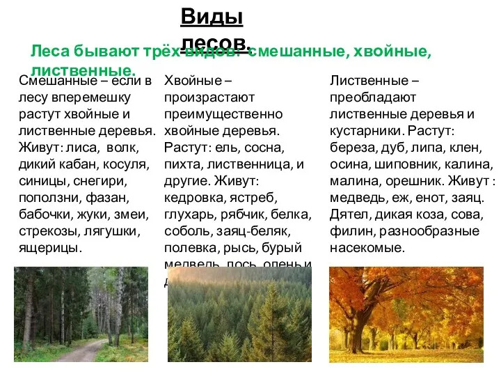Виды лесов. Леса бывают трёх видов: смешанные, хвойные, лиственные. Смешанные