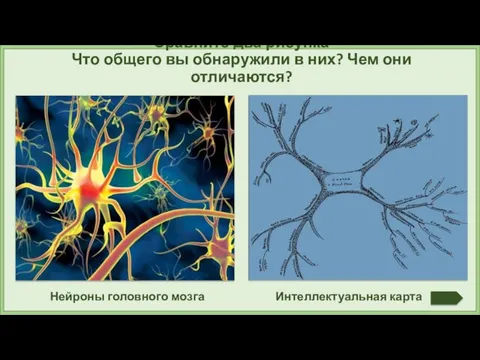 Нейроны головного мозга Интеллектуальная карта Сравните два рисунка Что общего