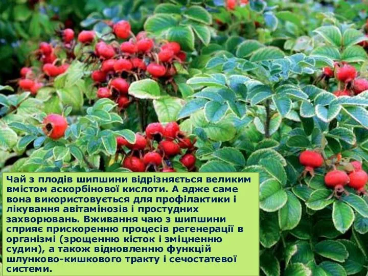 Чай з плодів шипшини відрізняється великим вмістом аскорбінової кислоти. А