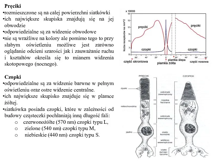 Pręciki rozmieszczone są na całej powierzchni siatkówki ich największe skupiska