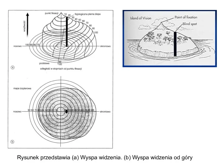 Rysunek przedstawia (a) Wyspa widzenia. (b) Wyspa widzenia od góry