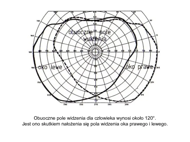 Obuoczne pole widzenia dla człowieka wynosi około 120°. Jest ono