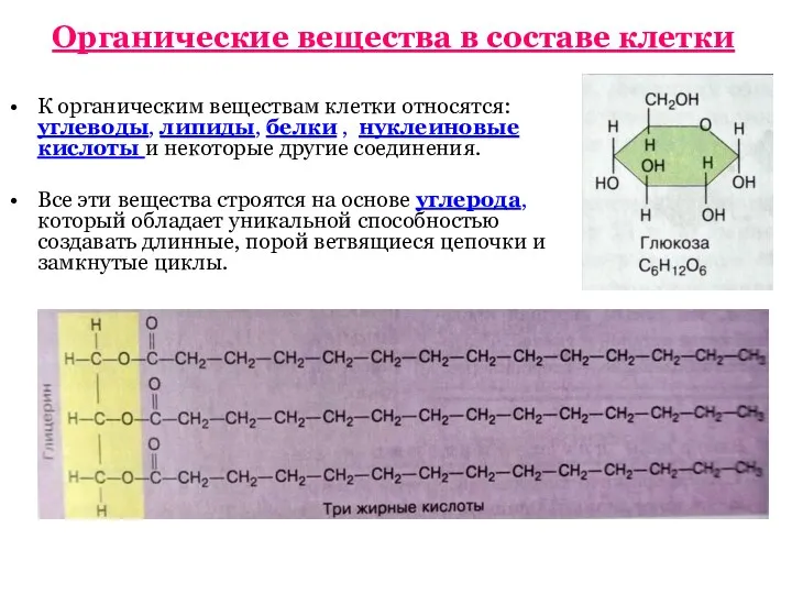 Органические вещества в составе клетки К органическим веществам клетки относятся: