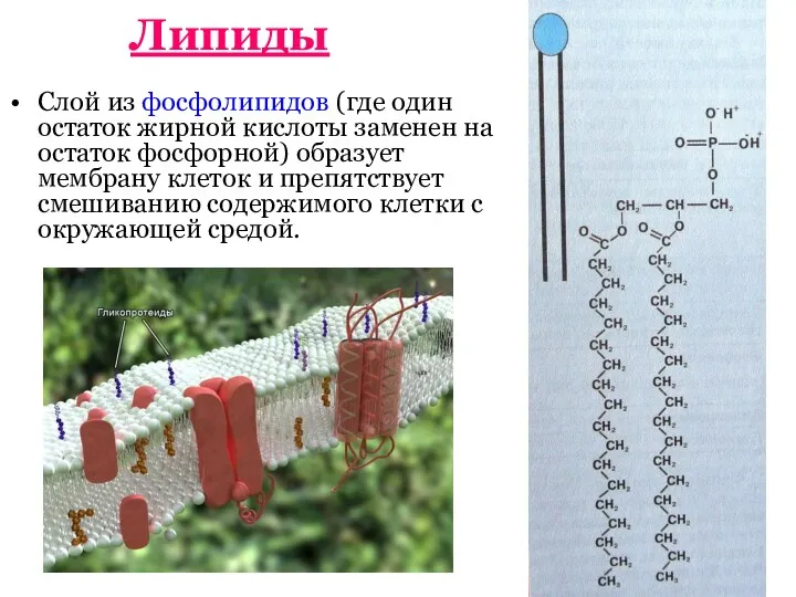 Липиды Слой из фосфолипидов (где один остаток жирной кислоты заменен