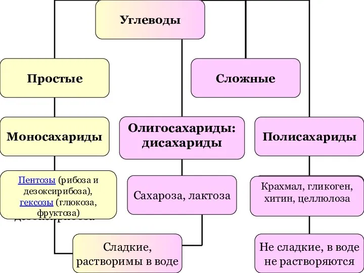 Пентозы (рибоза и дезоксирибоза), гексозы (глюкоза, фруктоза) Крахмал, гликоген, хитин, целлюлоза Олигосахариды: дисахариды