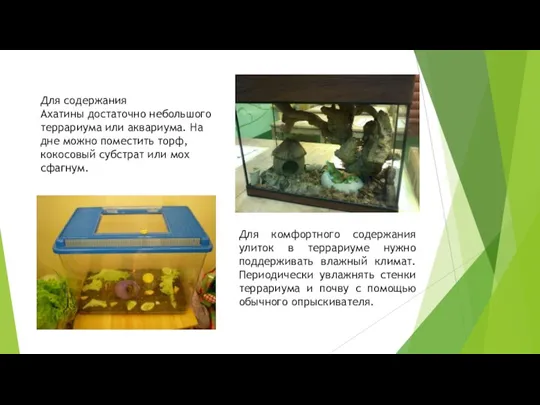 Для содержания Ахатины достаточно небольшого террариума или аквариума. На дне