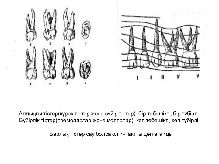 Алдыңғы тістер(күрек тістер және сүйір тістер)- бір тобешікті, бір түбірлі.