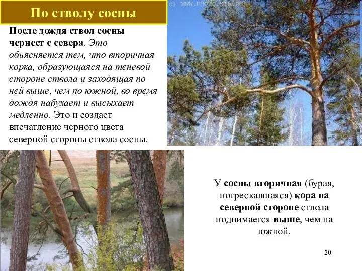 После дождя ствол сосны чернеет с севера. Это объясняется тем,