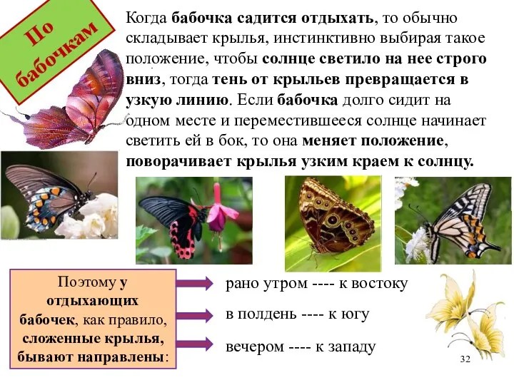 Поэтому у отдыхающих бабочек, как правило, сложенные крылья, бывают направлены: