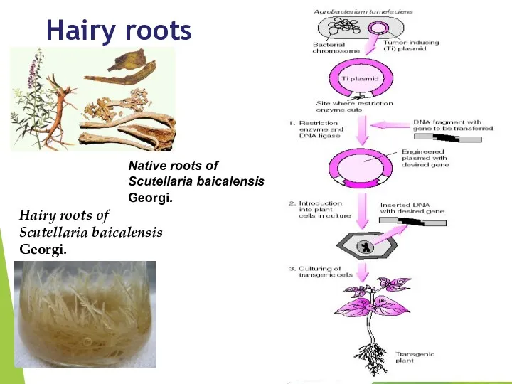 Hairy roots Hairy roots of Scutellaria baicalensis Georgi. Native roots of Scutellaria baicalensis Georgi.