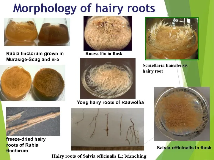 Morphology of hairy roots Rubia tinctorum grown in Murasige-Scug and