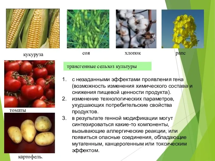 трансгенные сельхоз культуры с незаданными эффектами проявления гена (возможность изменения