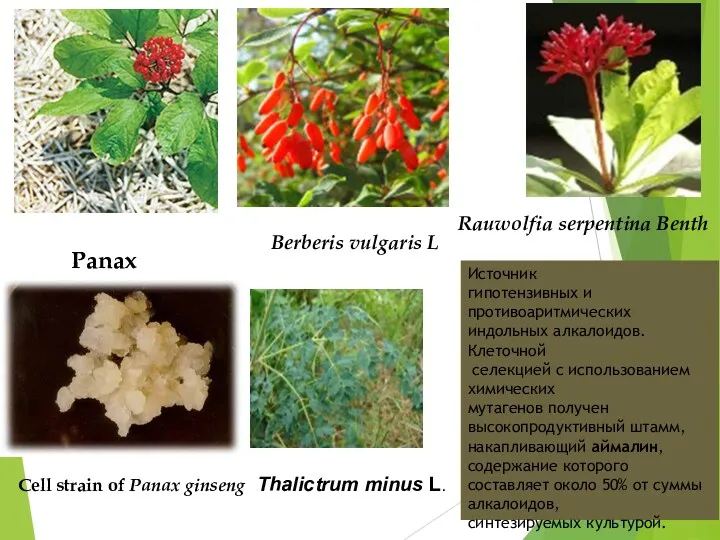 Cell strain of Panax ginseng Panax Berberis vulgaris L Thalictrum