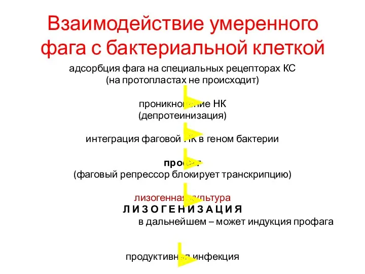 Взаимодействие умеренного фага с бактериальной клеткой адсорбция фага на специальных