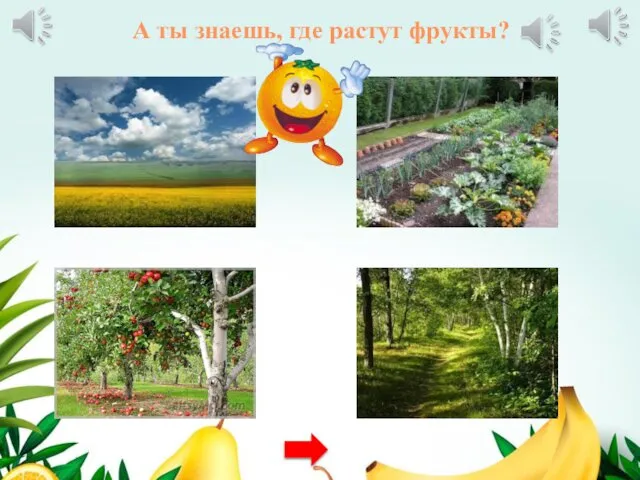 А ты знаешь, где растут фрукты?