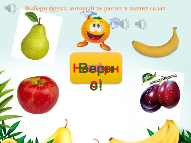 Неверно! Верно! Выбери фрукт, который не растет в наших садах